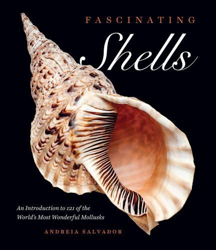Fascinating shells an - shells,